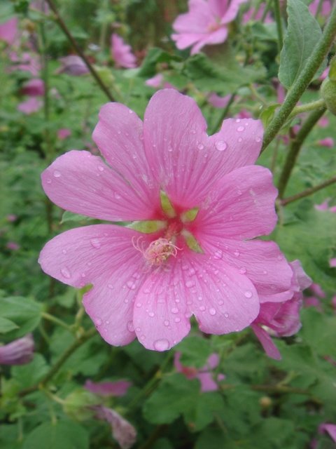 Lavatera olbia 'Rosea'